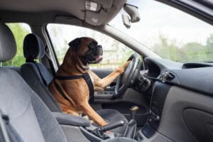 Comment calmer son chien en voiture ?