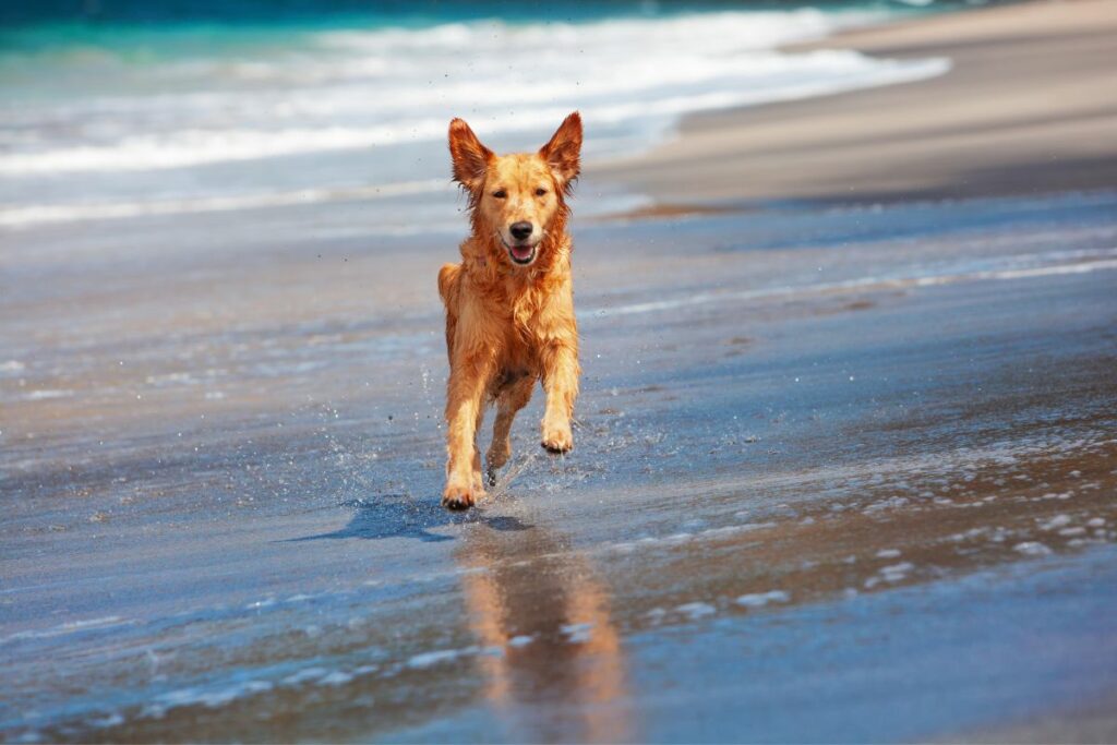 Toutes les plages qui autorisent les chiens sur l'île d'Oléron en 2024