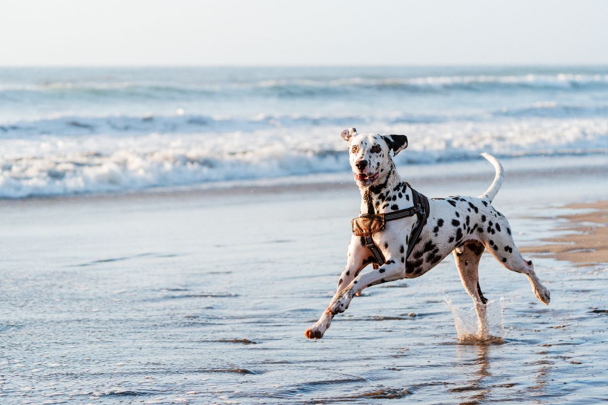 Chien à la plage