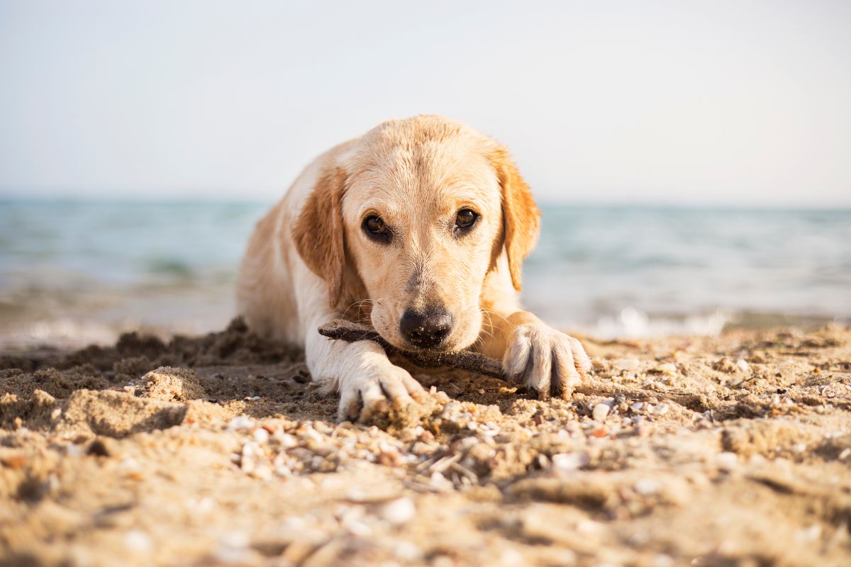 Chien à la plage