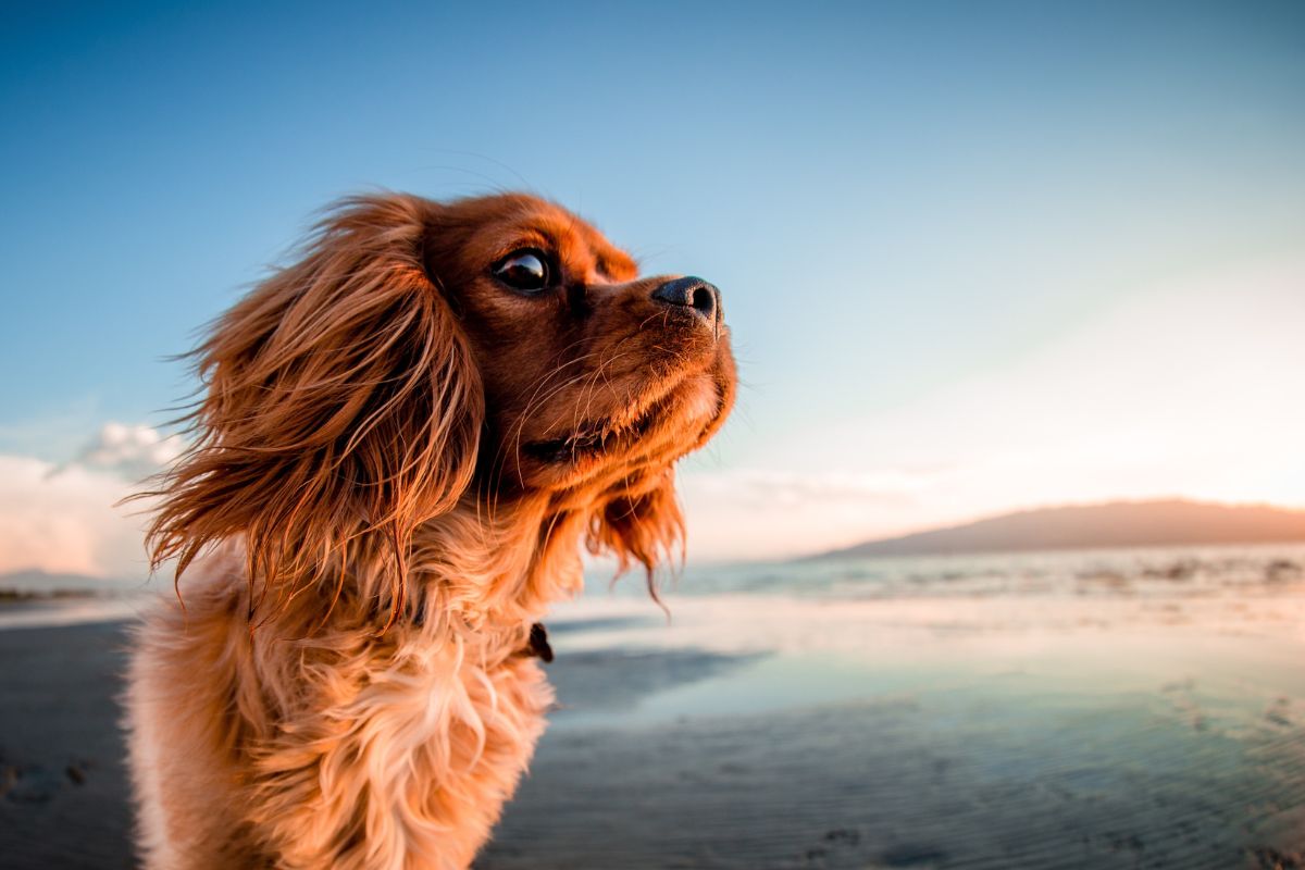 Chien à la plage