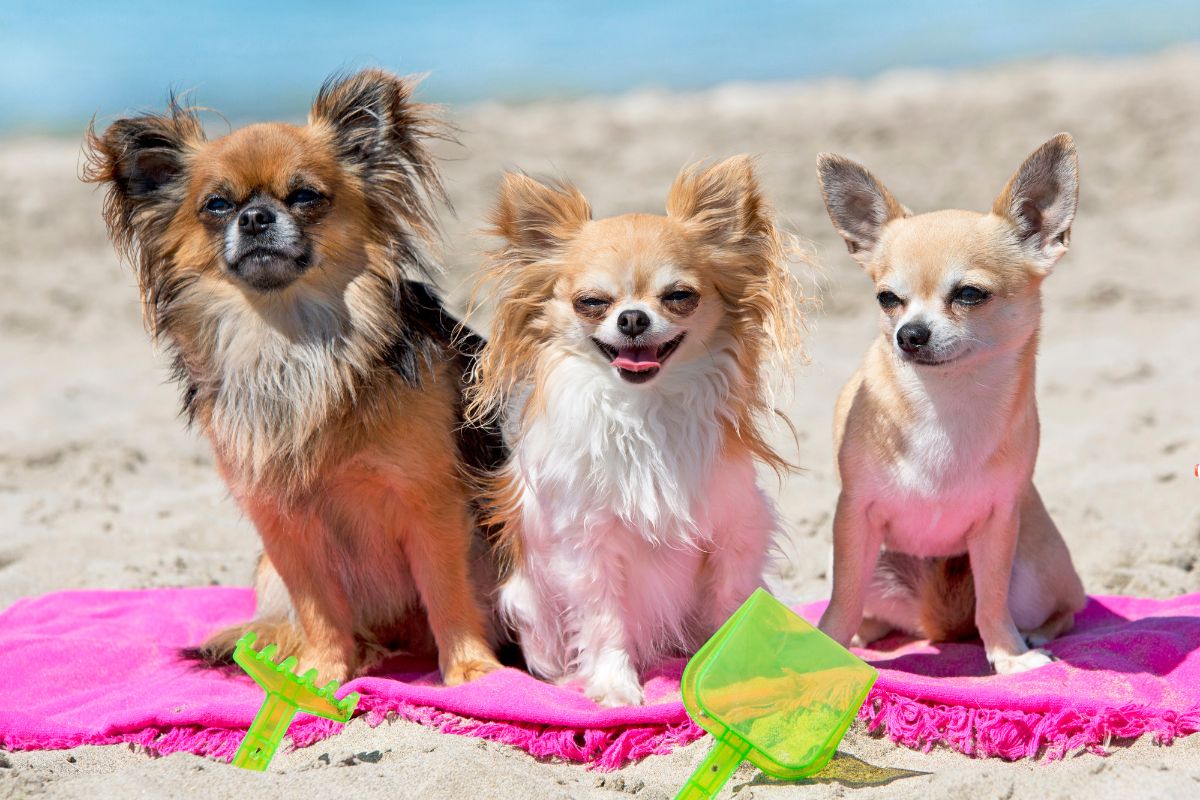 Chien à la plage