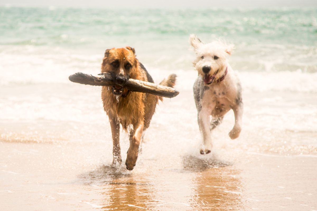 Chien à la plage