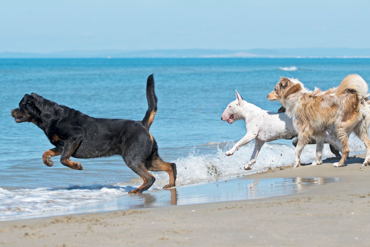 Chien à la plage