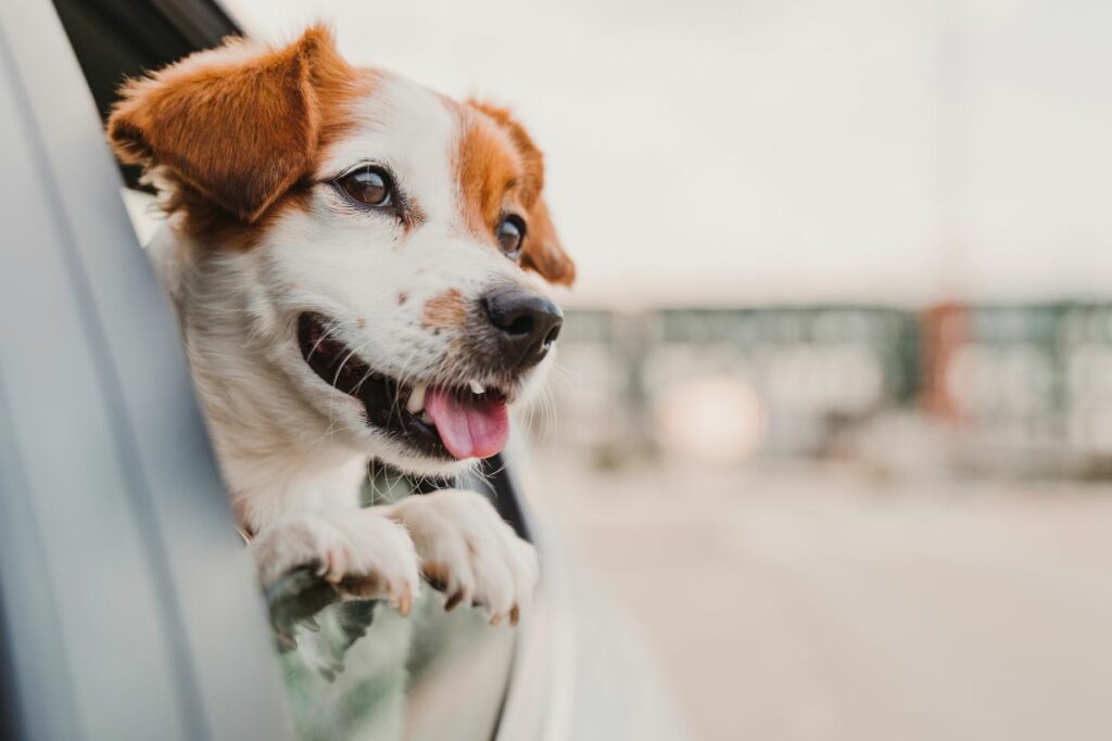 Les vacances avec mon chien