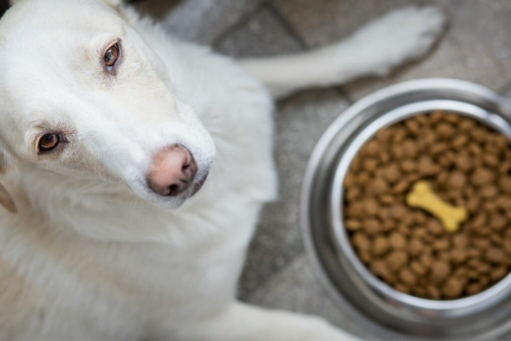 chien avec sa gamelle