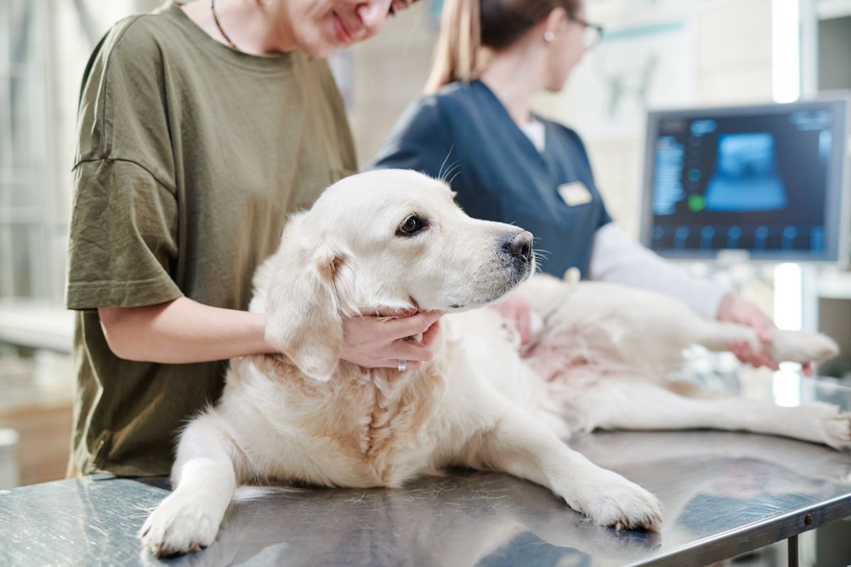 Comment soigner la diarrhée chez le chien ?