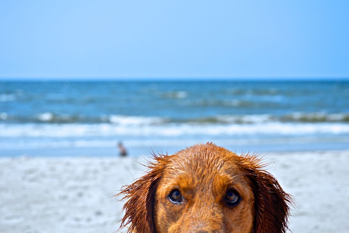 Toutes les plages qui autorisent les chiens sur l'île d'Oléron en 2024