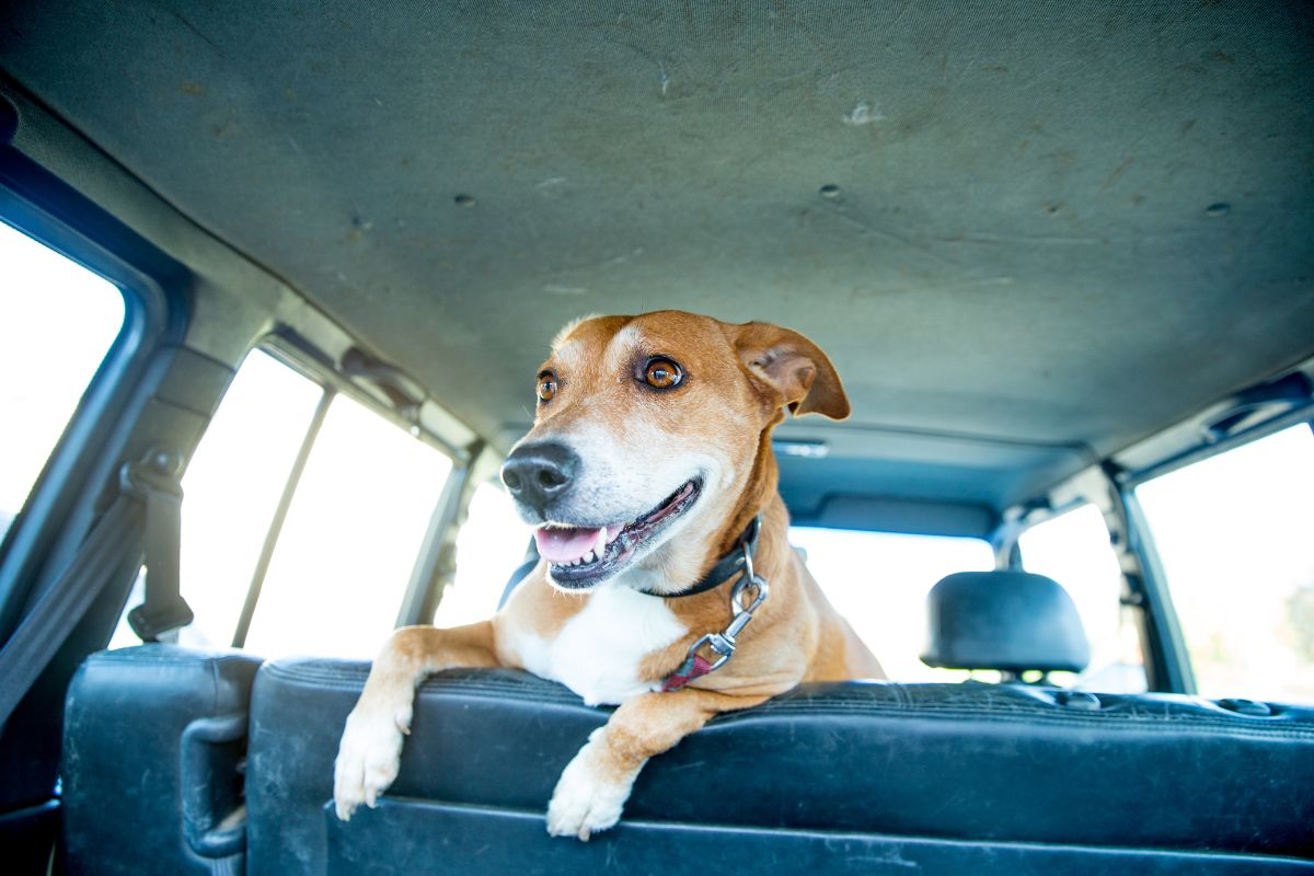 Comment calmer son chien en voiture ?