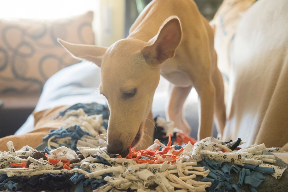 Avis d'expert : Quels jouets d'occupation pour chien choisir ?