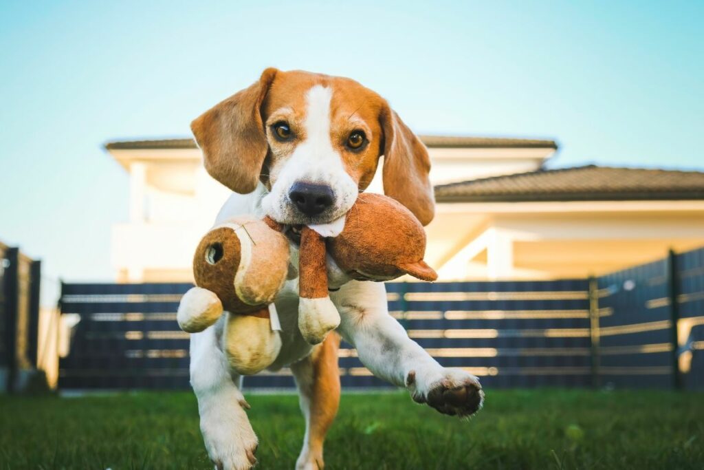 Chien qui joue