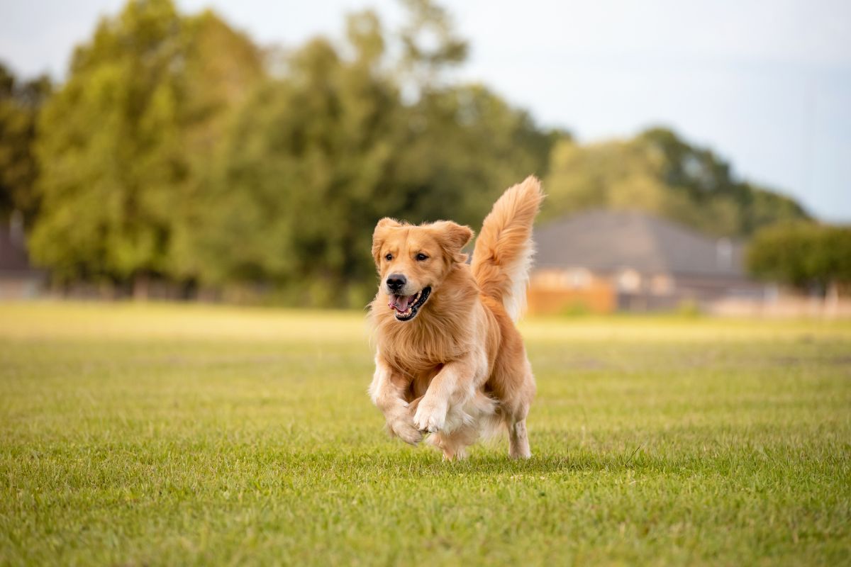 Golden retriver