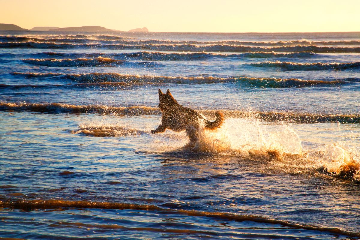 Chien à la plage