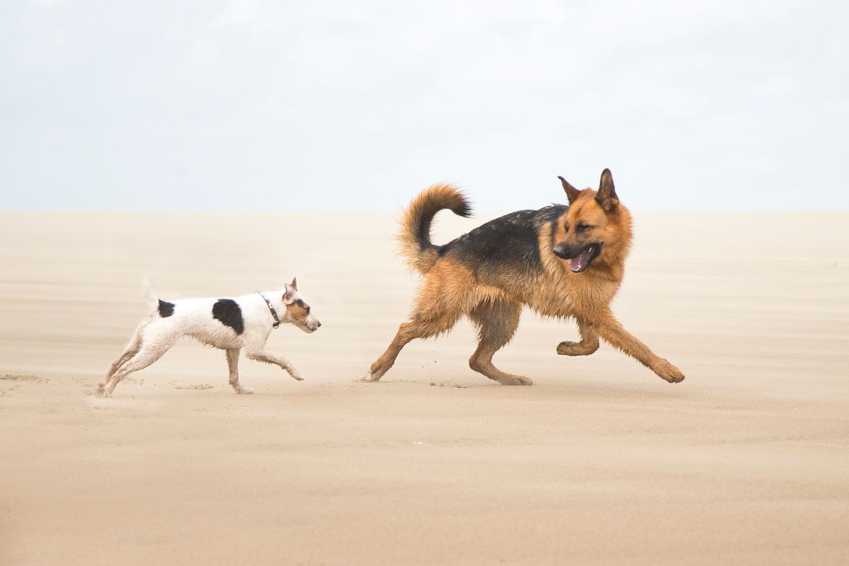 Chien à la plage