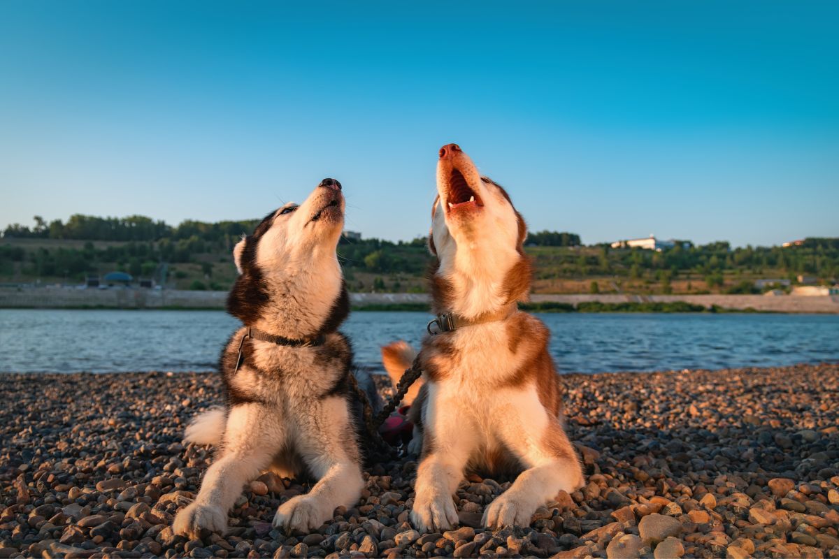 Chien à la plage