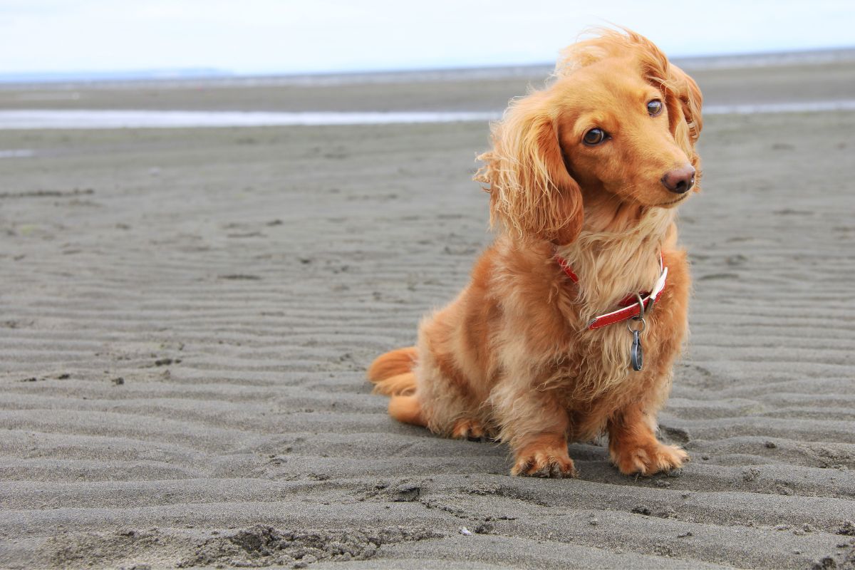 Chien à la plage