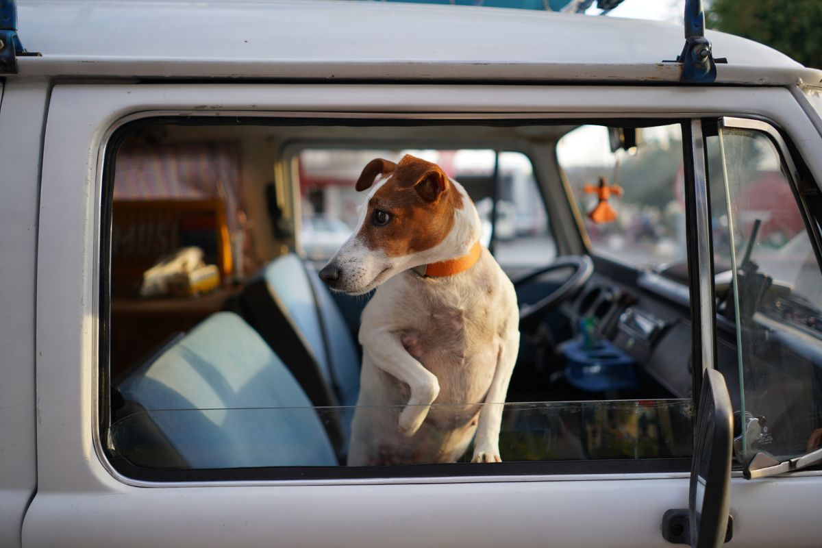 Comment calmer son chien en voiture ?