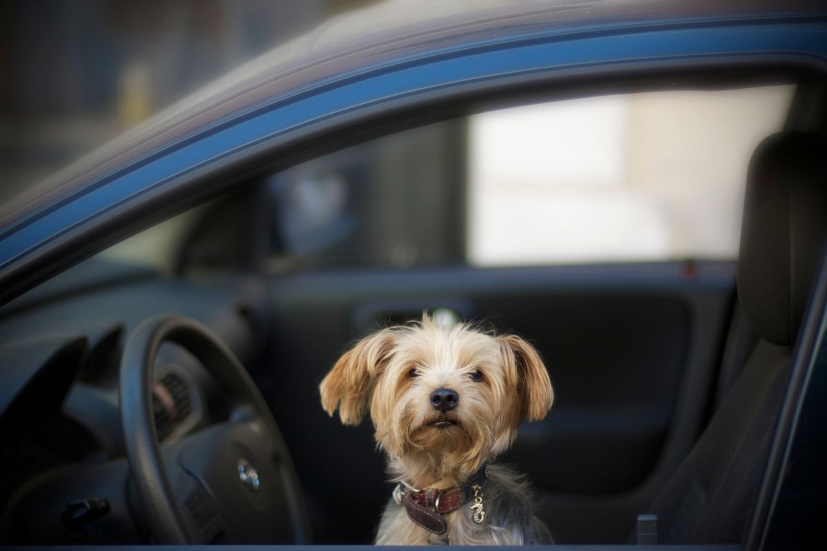 Comment calmer son chien en voiture ?