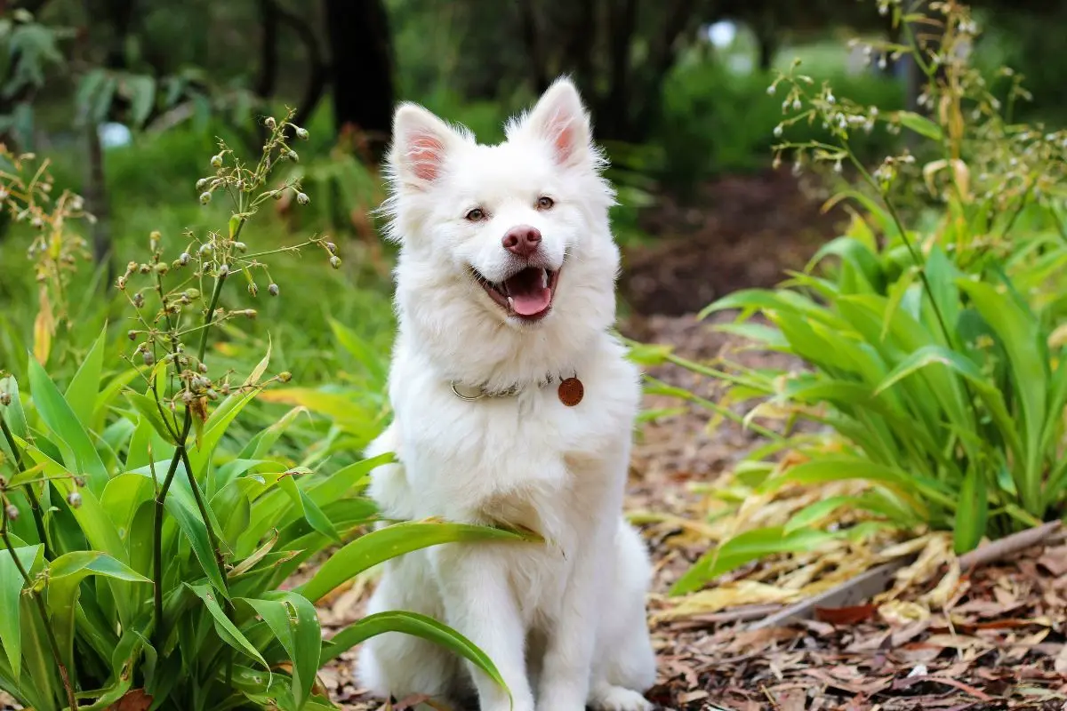 Chien et épillet