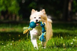 Avis d'experts : Quels jouets d'occupation pour chiens choisir ?