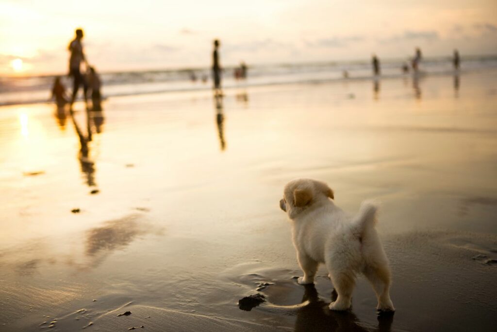 Toutes les plages qui autorisent les chiens sur l'île d'Oléron en 2024