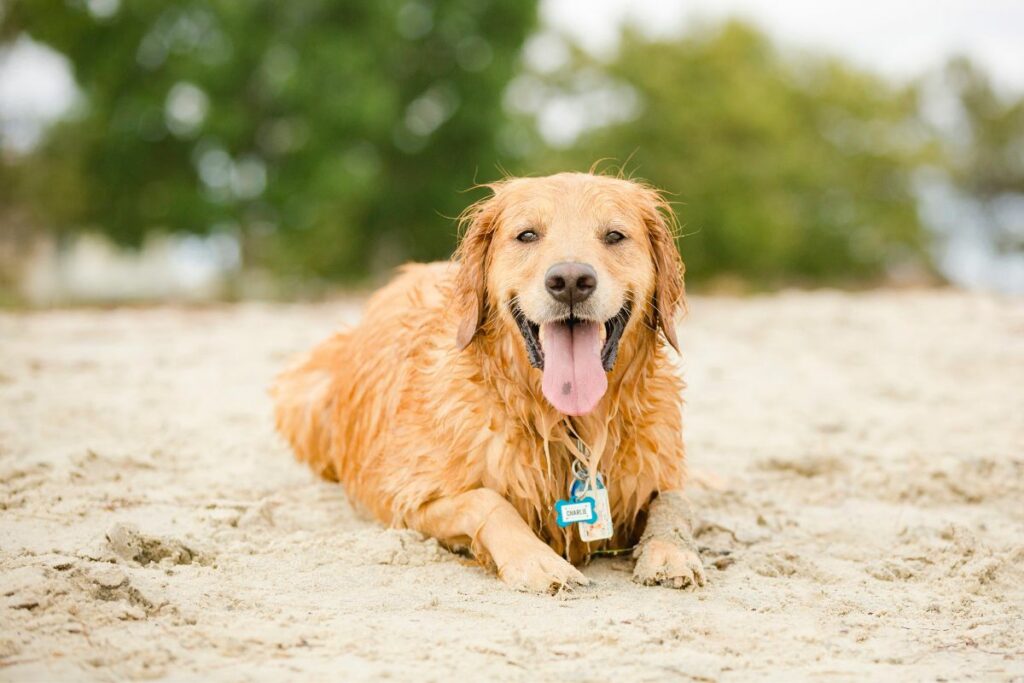 Les plages qui autorisent les chiens proches d'Hendaye !