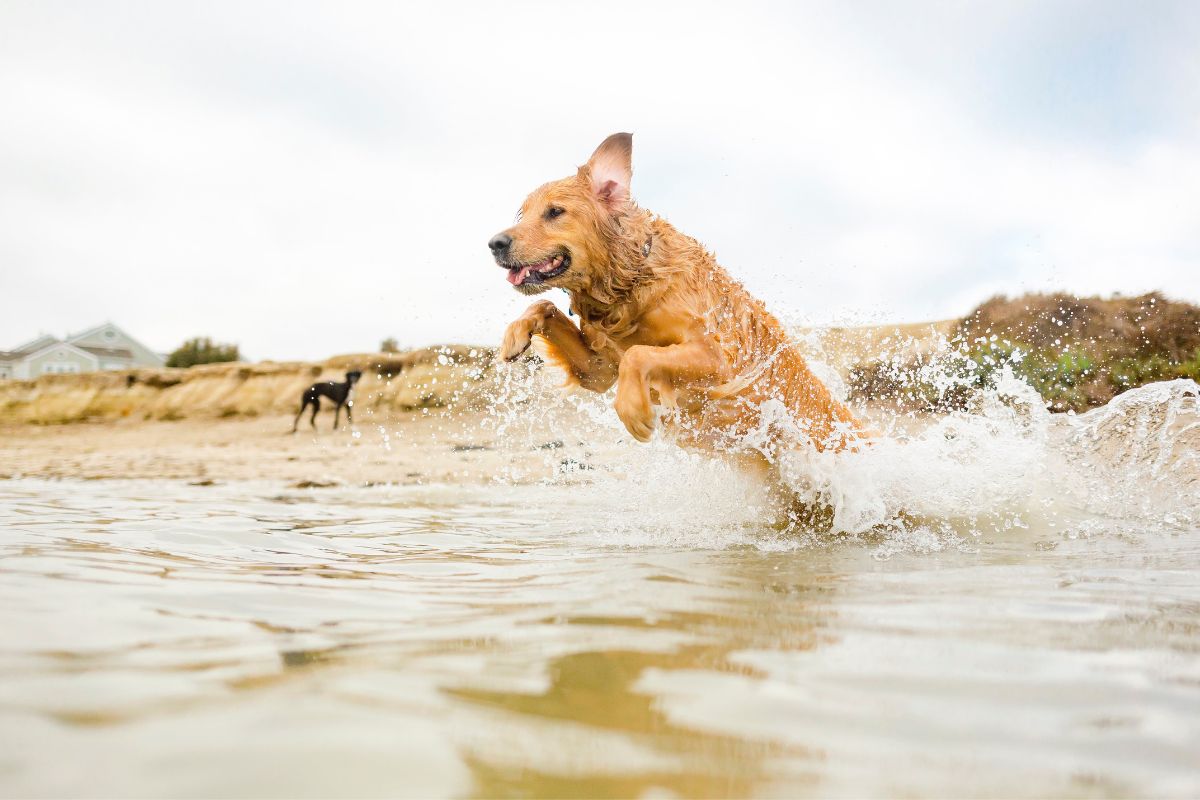 Chien à la plage