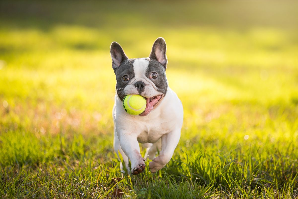 Bulldog Français