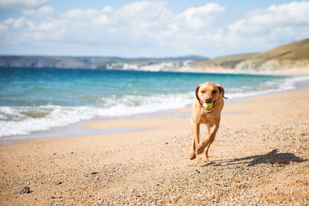 Chien à la plage