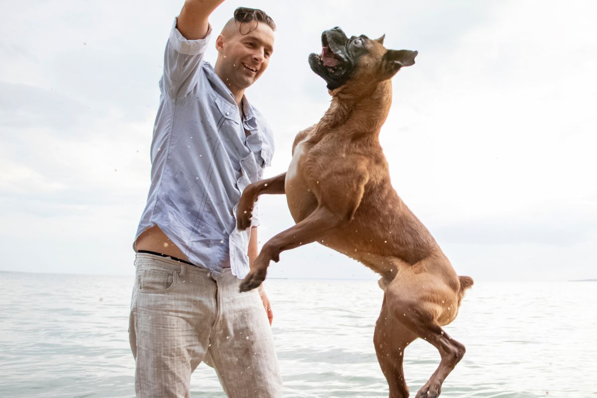 Chien à la plage