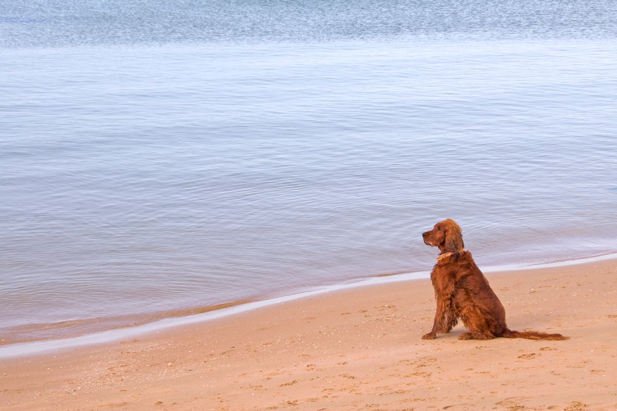 Plages chien