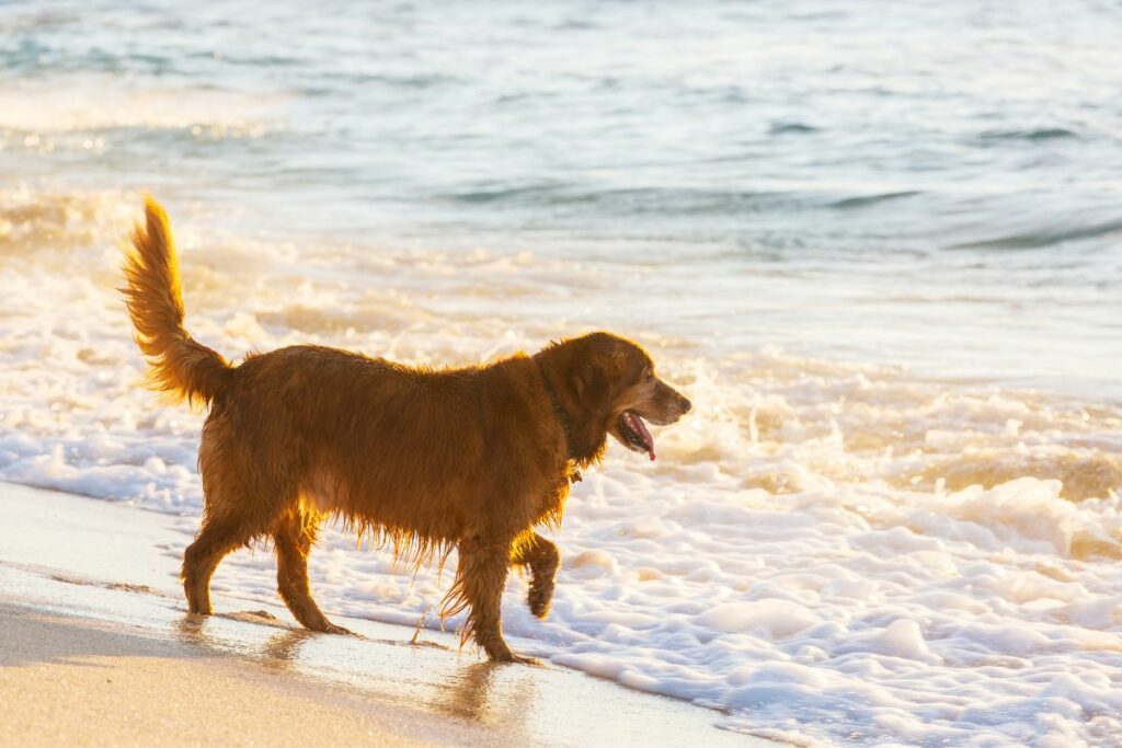 Plage chien