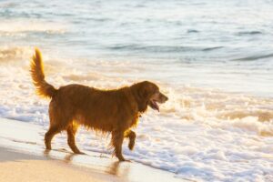 Plage chien