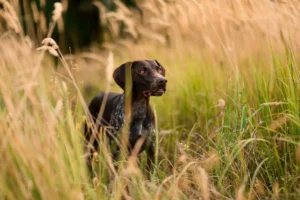 Chien et épillet