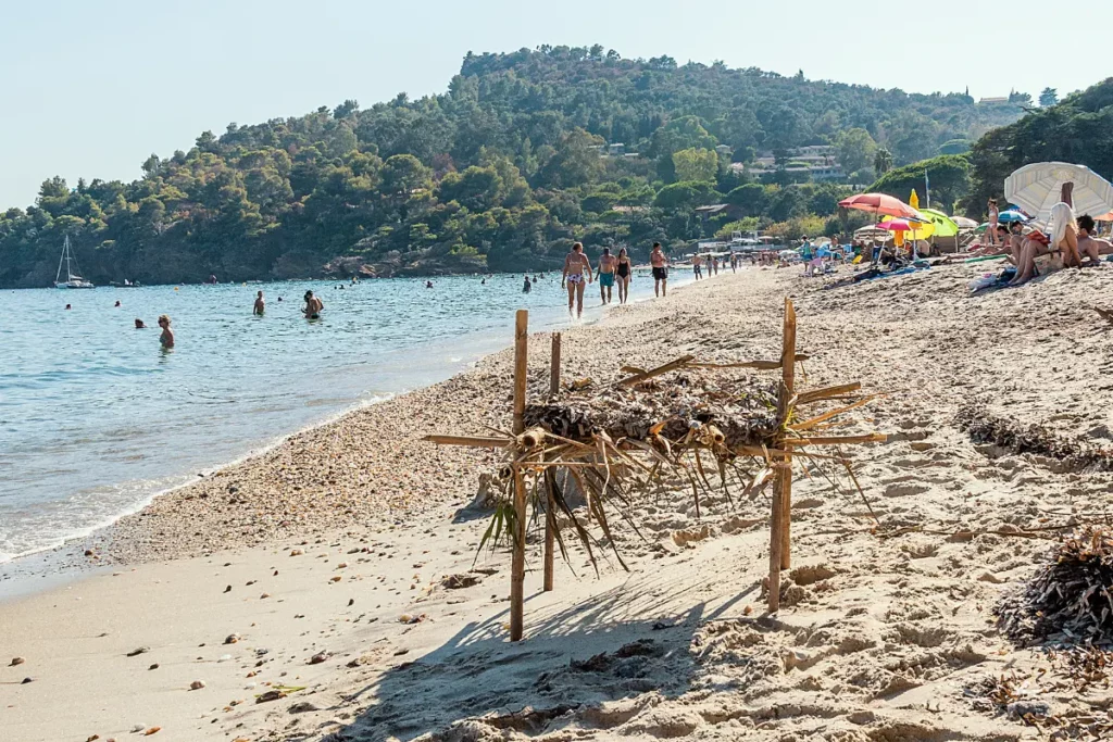 plage de pramousquier chien