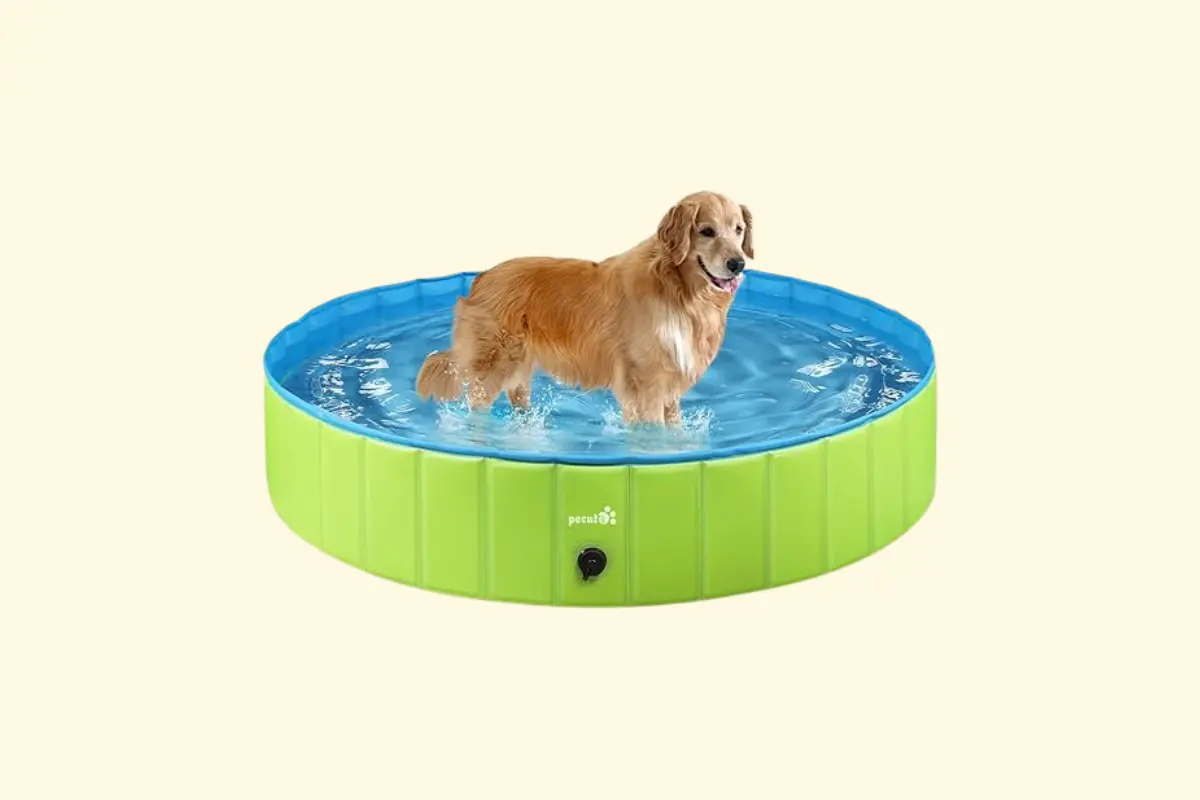 Piscine pour chien