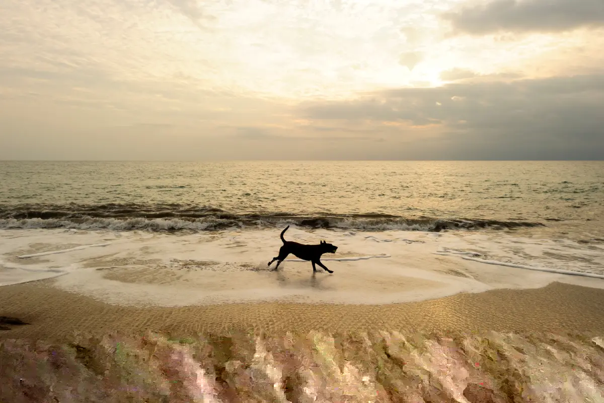  plage de pramousquier chien