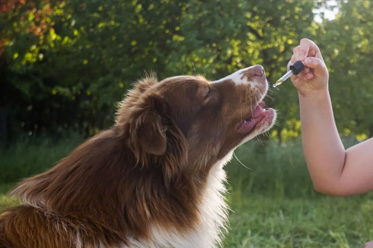 CBD pour chien