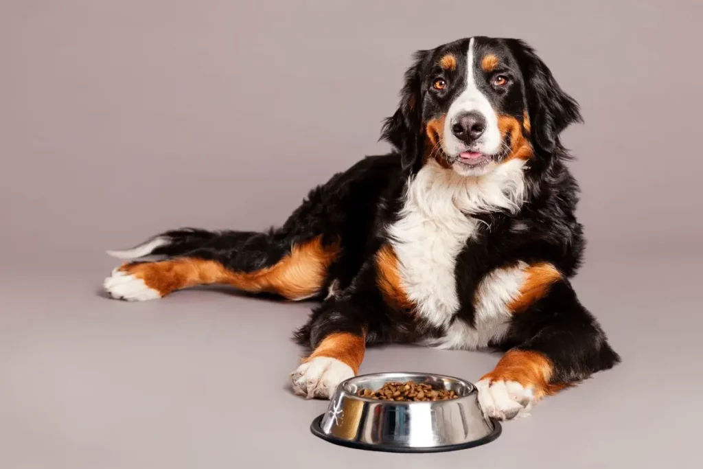 Peut on donner des lentilles à un chien