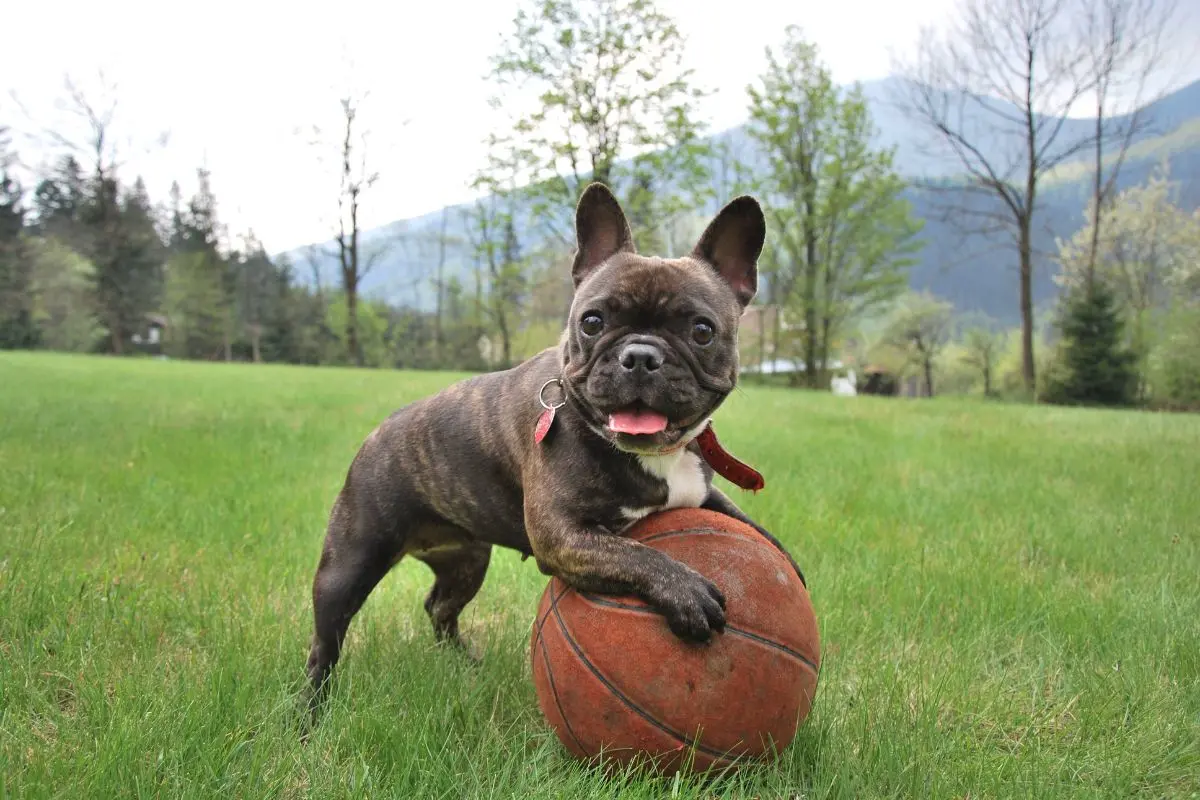 Chien qui pète