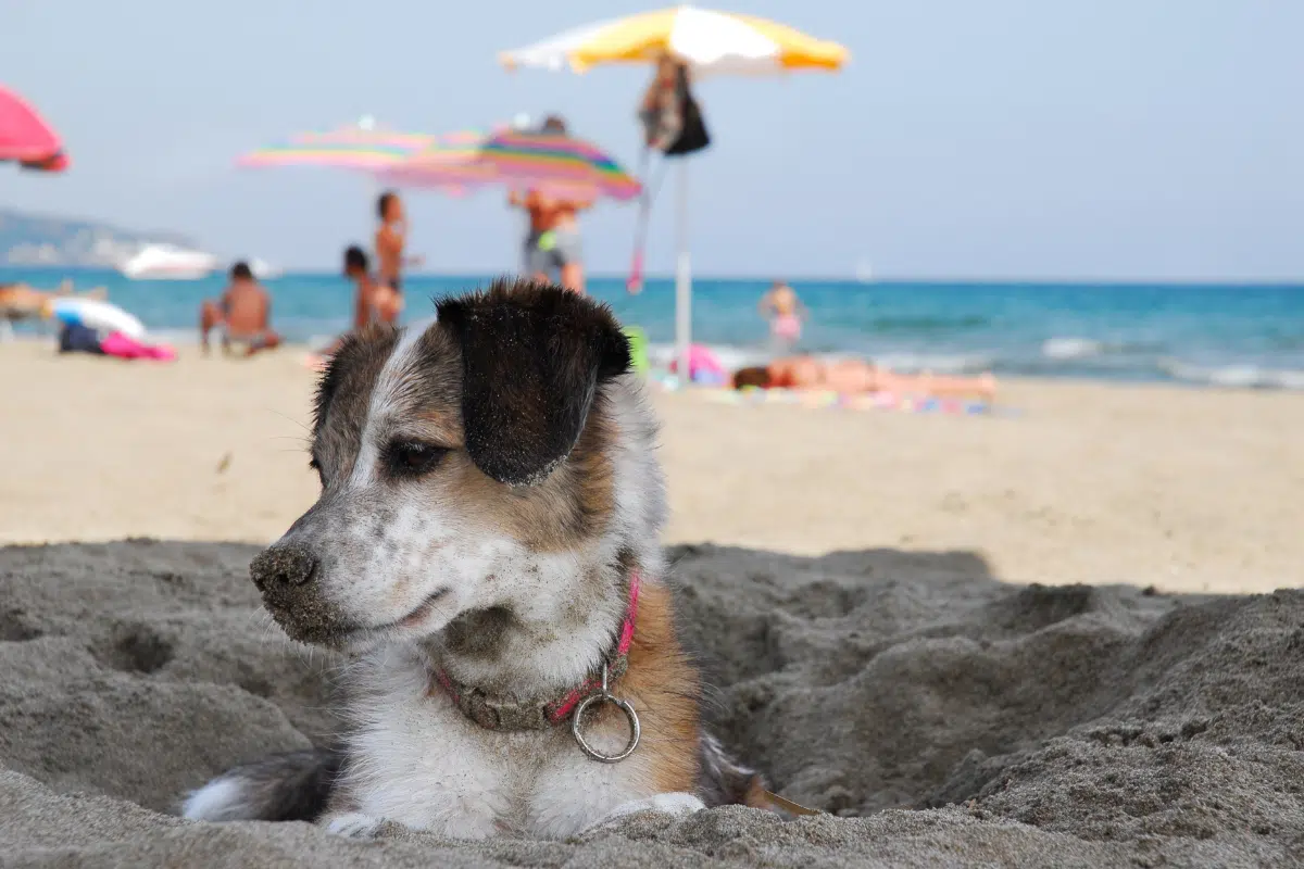 Plage de l'estagnol autorisée aux chiens