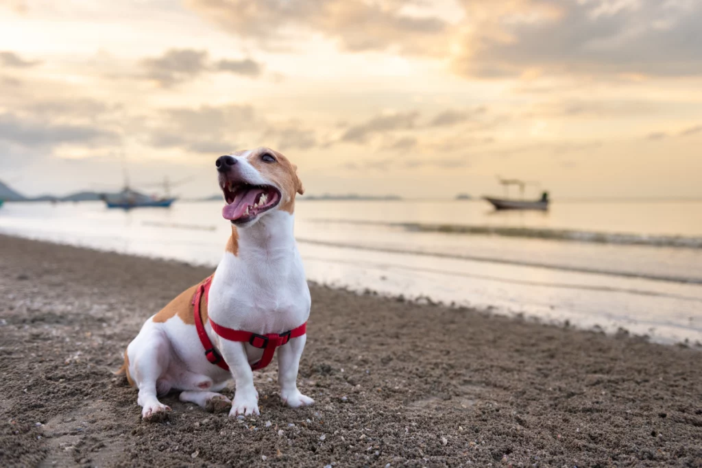 Plage de l'estagnol autorisée aux chiens