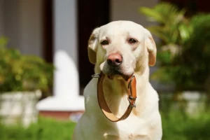 collier pour chien