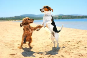 chiens plages