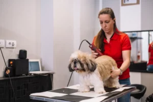 Tondeuse professionnelle pour chien