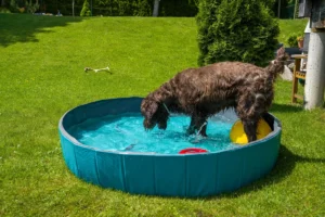 Piscine pour chien