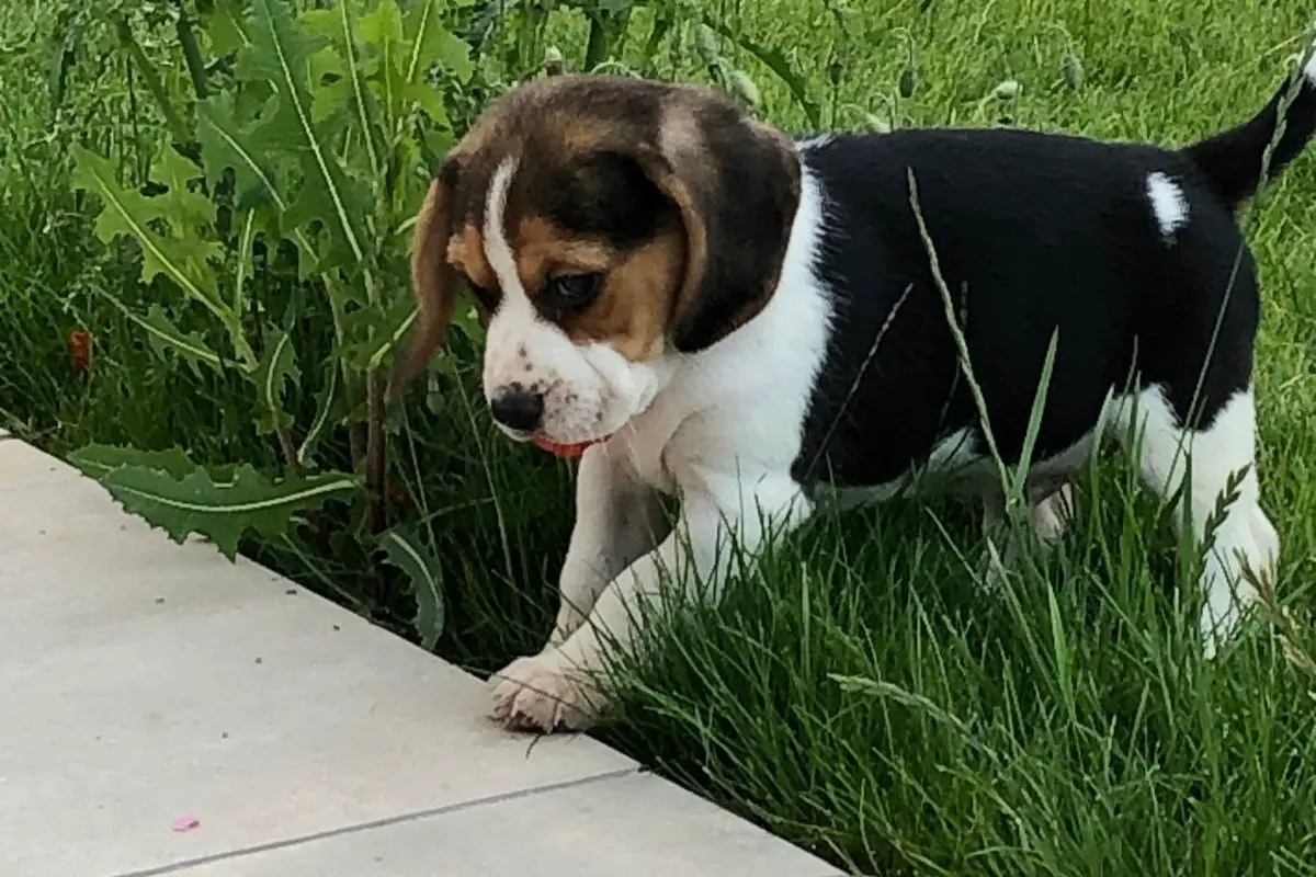 peut on donner des lentilles aux chiens