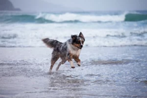 chiens plage de la mala