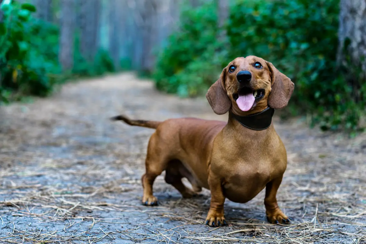 Le Teckel Arlequin : Un Compagnon Canin Hors du Commun