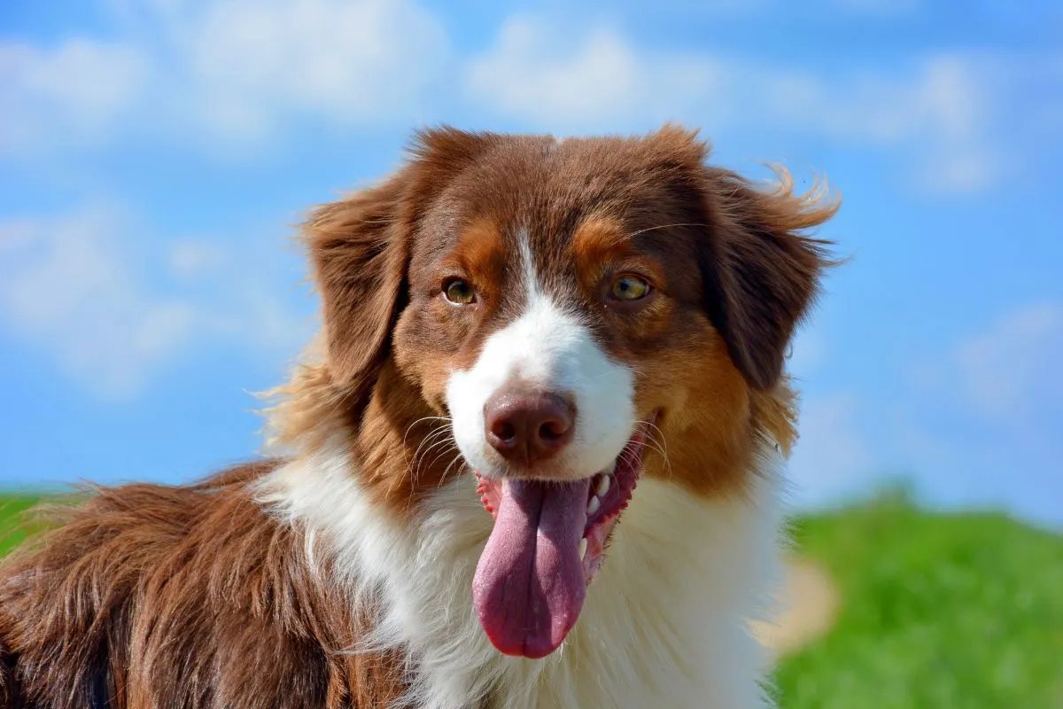 les races de chiens les plus gentilles